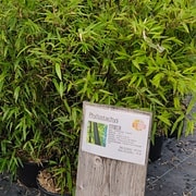 Phyllostachys nigra