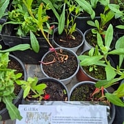 Gaura