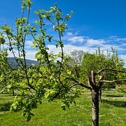 Pommier Ariane PS