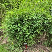 007 Fargesia Nitida "Great Wall"