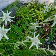Edelweiss