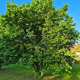 Noisettier Fertille de Coutard MS