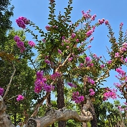 _Plante_depuis_photo_ ✏️