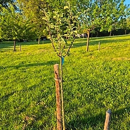 Pommier Belle de Boskoop