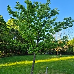 Chataignier Mariac CM2