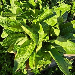 _Plante_depuis_photo_ ✏️