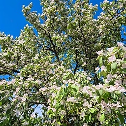 Cognassier champion CE2 #2