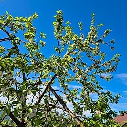 Pommier Querina GS 1