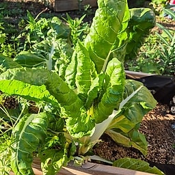 _Plante_depuis_photo_ ✏️