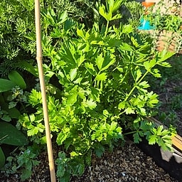 _Plante_depuis_photo_ ✏️