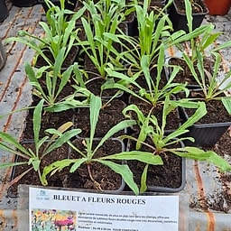 Bleuet à fleur rouge