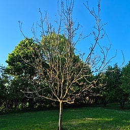 Noyer Fernette CE1 #2