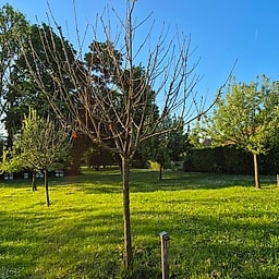 Pommes d'Alleves CM1 #1