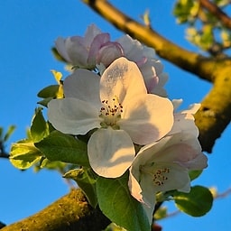 Belle fille de Salin (Asso c&c)