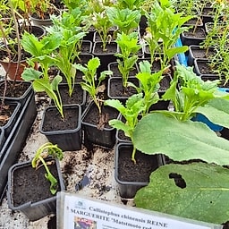 _Plante_depuis_photo_ ✏️