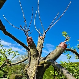 Pommier Belle du Clergeon GS