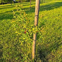 _Plante_depuis_photo_ ✏️