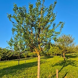 Reine Claude d'Oullins CE2