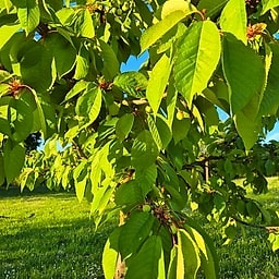 Cerisier Starking CM 2