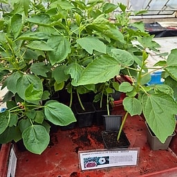 _Plante_depuis_photo_ ✏️