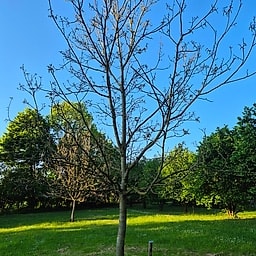 Noyer Fernette CE1 #1