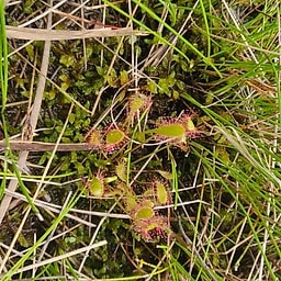 Rossolis à longue feuille