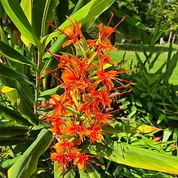 _Plante_depuis_photo_ ✏️