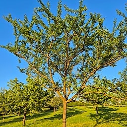 Mirabelle de Nancy CE2