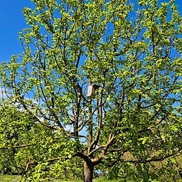 Pommier Ariane GS #1