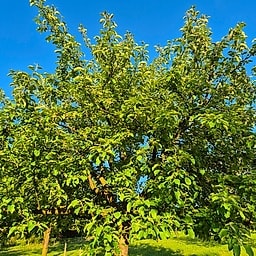 Sainte Germaine CM2 #1