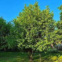 Noisettier Merveille de Bowillier MS #4