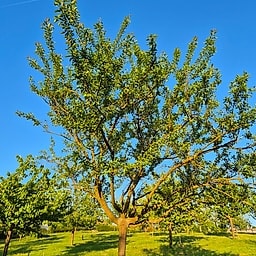 Mirabelle de Nancy PS