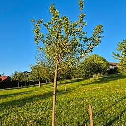 Margerite Marillat CE2