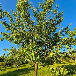 Cerisier Duchatel CM2