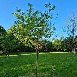 Chataignier Maraval CM2