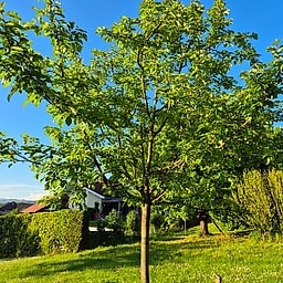 Pommier Ariane GS #2