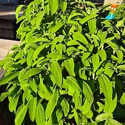 _Plante_depuis_photo_ ✏️