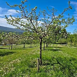 Grand Alexandre de Savoie CP