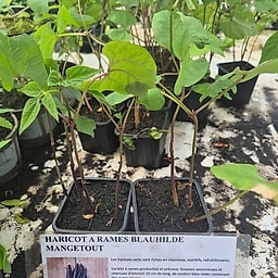 Haricot à rame Blauthilde mangetout