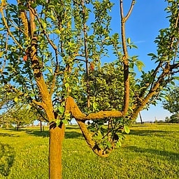 Prune bleue de Cusy CE2