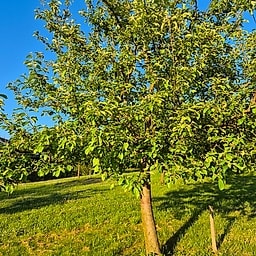 Sainte Germaine CM2 #2