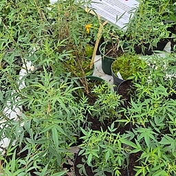 Verveine d’Argentine 