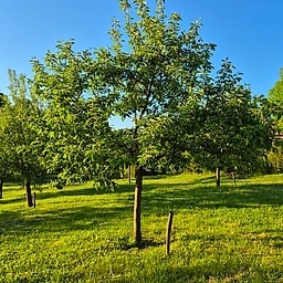 Pommes des Clies CM1