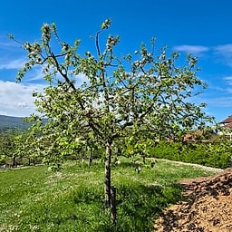 Pommier Querina GS 2