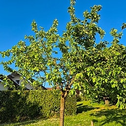 Pommier Cuisinière GS