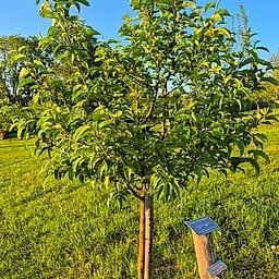 Pommier Malus Sieversii