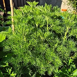 _Plante_depuis_photo_ ✏️