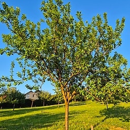 Reine Claude jaune CE2