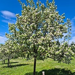 Cognassier champion CE2 #1