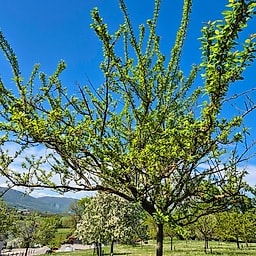 Mirabelle de Nancy CE2